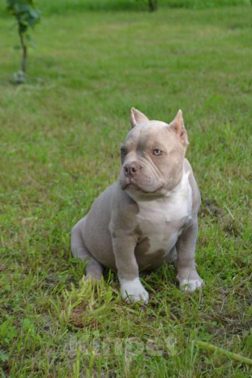 Собаки в Новосибирске: Щенки американский булли Девочка, Бесплатно - фото 4