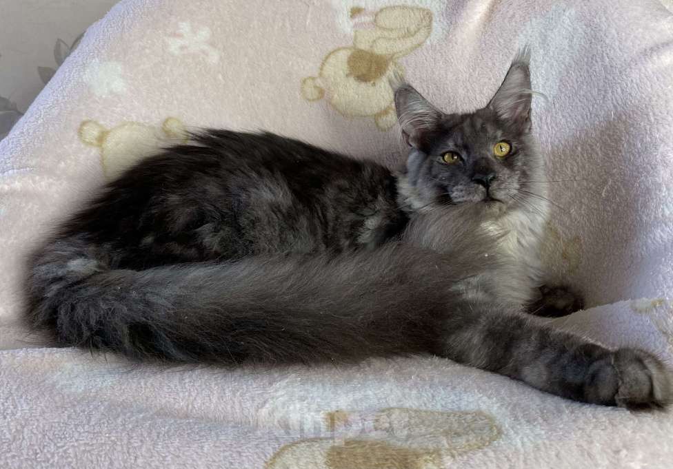 Кошки в Дмитрове: Черный дымчатый мальчик мейн кун Nord Мальчик, 60 000 руб. - фото 2