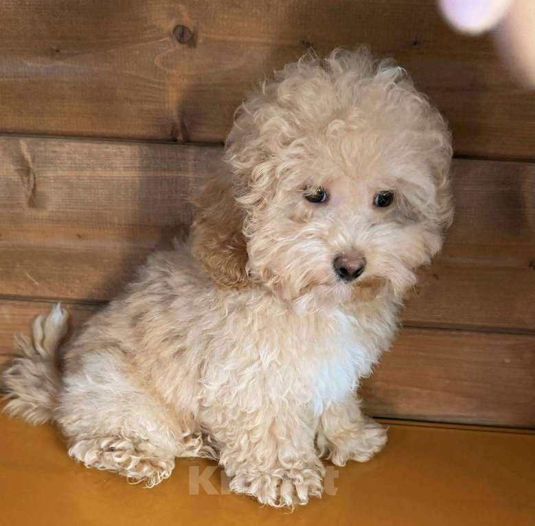 Собаки в Балашихе: Мальчик Мальтипу Мальчик, 60 000 руб. - фото 3