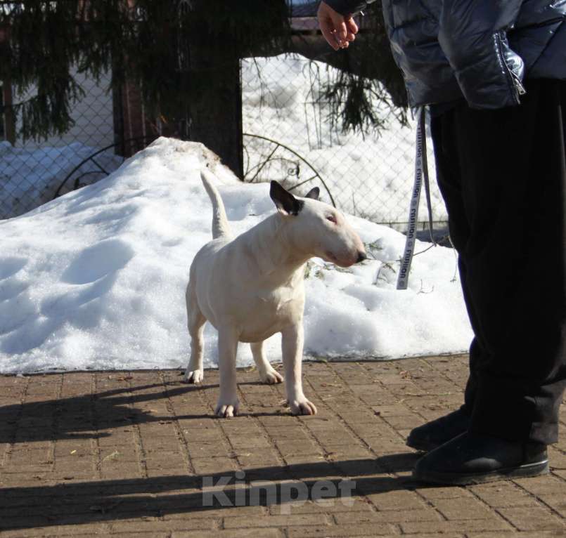 Собаки в Москве: Бультерьер Зара Девочка, 150 000 руб. - фото 5