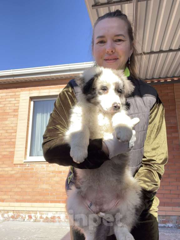Собаки в Ростове-на-Дону: Щенок Девочка, 60 000 руб. - фото 2