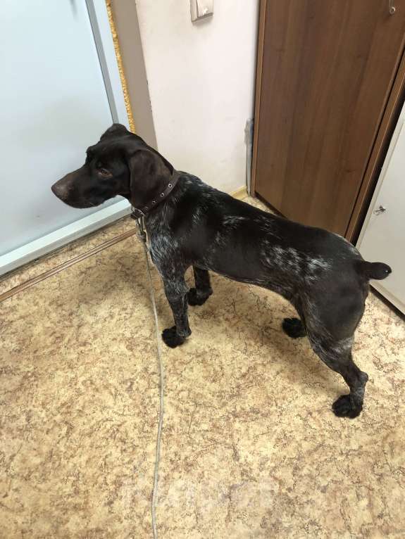 Кошки в Ростове-на-Дону: Потерялся курцхаар Мальчик, 1 000 руб. - фото 2