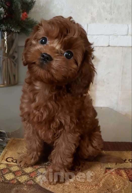 Собаки в Москве: Милая Девочка тедди пудель Девочка, Бесплатно - фото 2