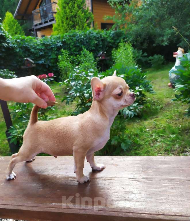 Собаки в Москве: красивый рыжий мальчик гш чихуахуа Мальчик, 45 000 руб. - фото 6