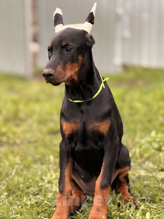 Собаки в Москве: щенок добермана Девочка, 80 000 руб. - фото 4