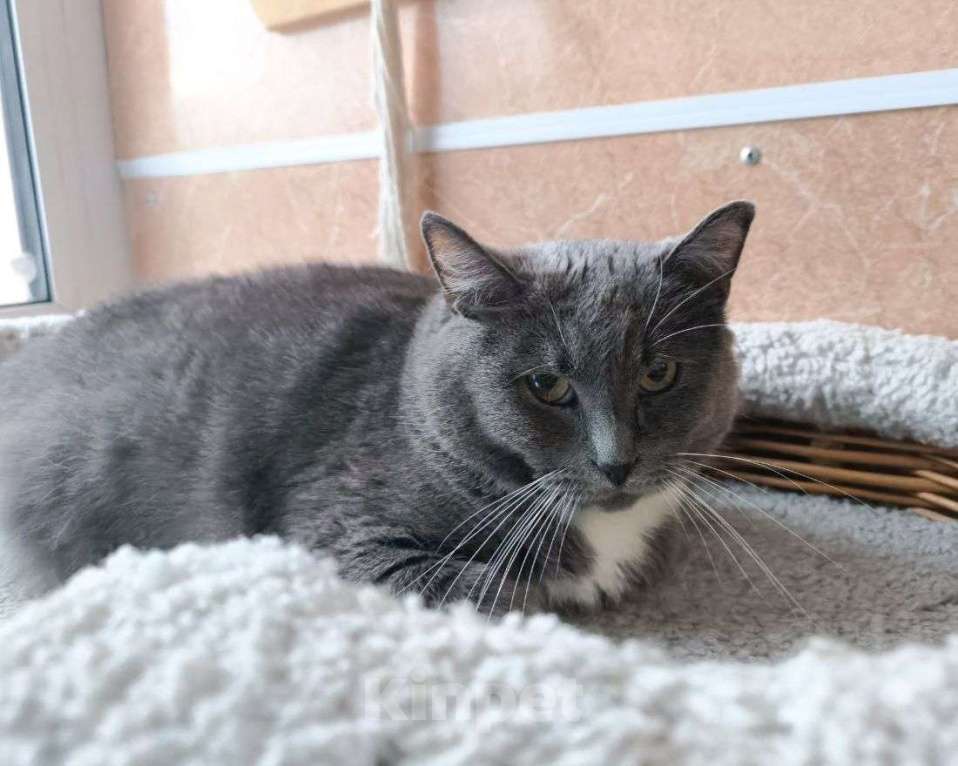 Кошки в Москве: Экима ищет дом Девочка, Бесплатно - фото 2