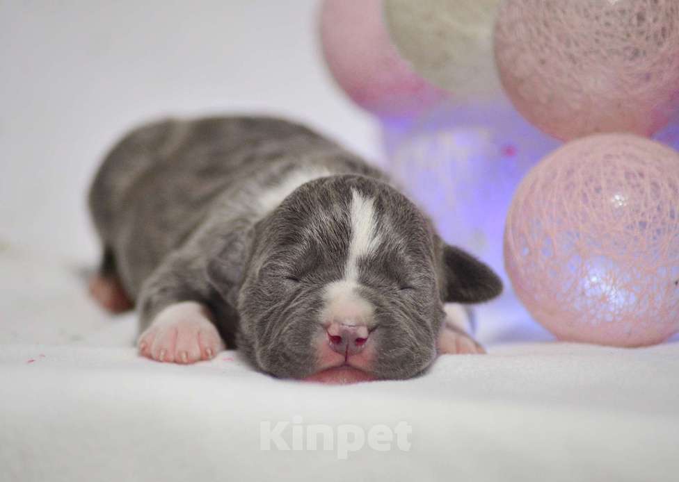 Собаки в Москве: Голубая красотка амстафф Девочка, 120 000 руб. - фото 1