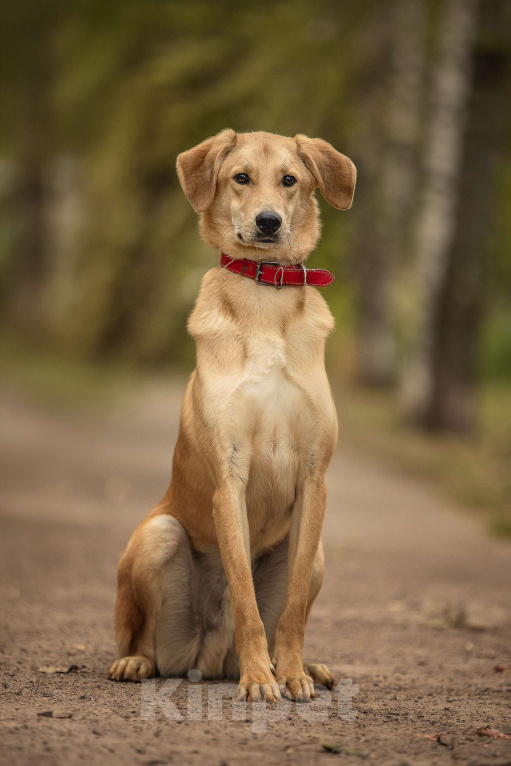 Собаки в Москве: Бейли Мальчик, Бесплатно - фото 5