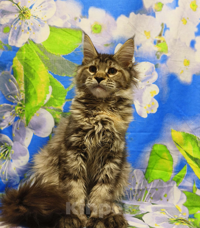 Кошки в Москве: Котёнок Мейн-Кун Полидакт. Девочка Девочка, 100 000 руб. - фото 3