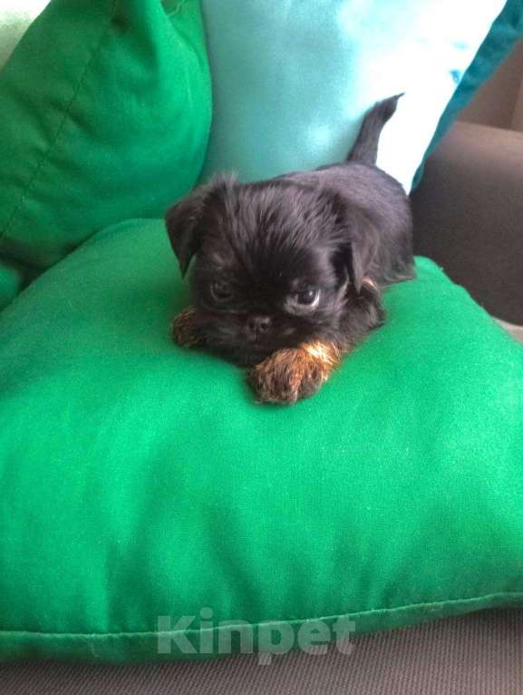 Собаки в Волгограде: Гриффон Девочка, 70 000 руб. - фото 2