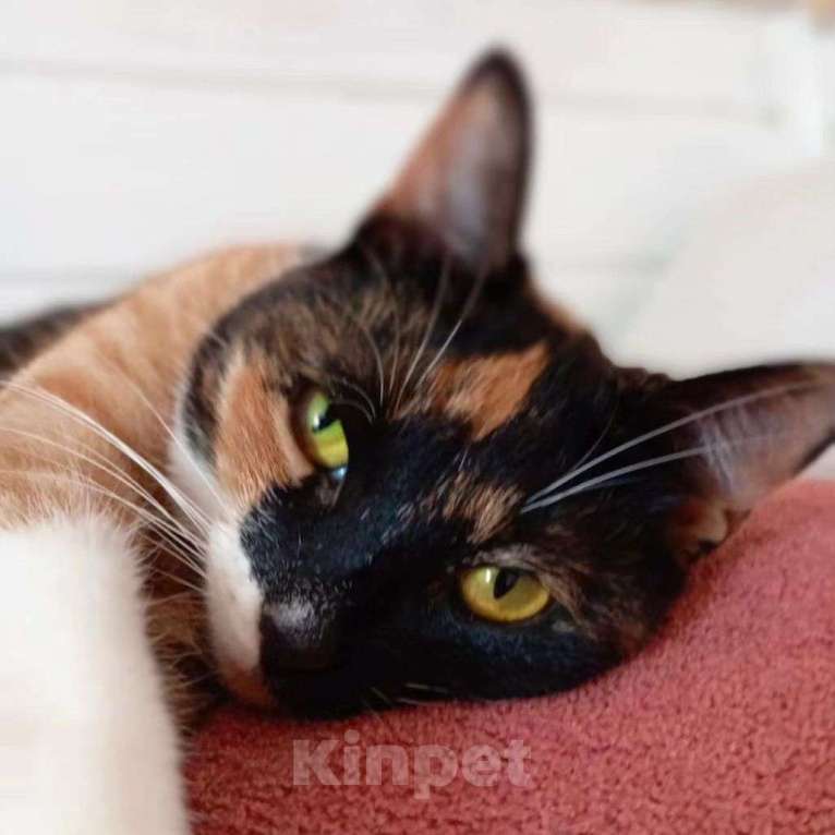 Кошки в Москве: Кошечка Шоколадка грустит на передержке Девочка, Бесплатно - фото 4