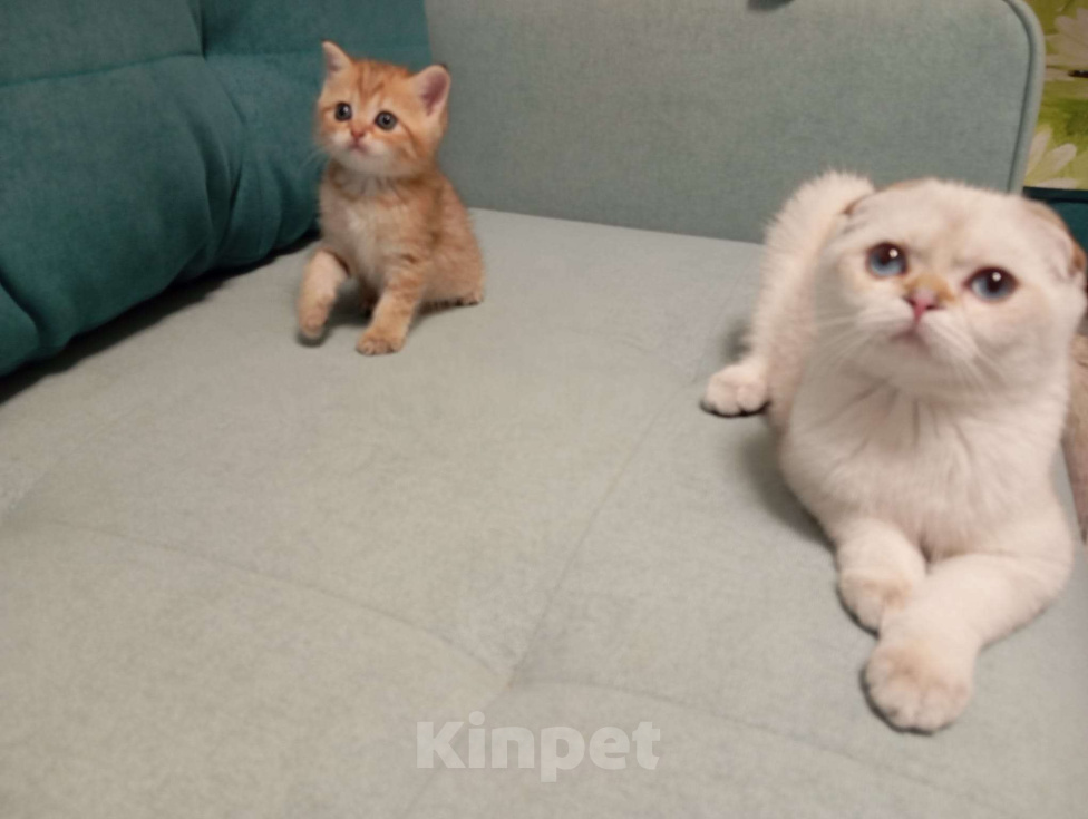 Кошки в других городах Крыма: Скотиш Страйт в разведение или в любимцы Девочка, Бесплатно - фото 3