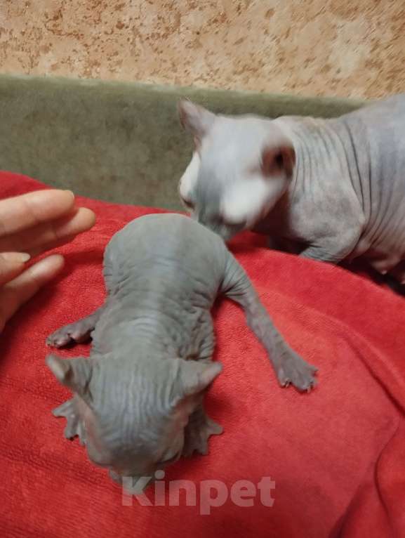 Кошки в Тутаеве: Мальчик эльф. Д. Р. 11.12.25. Серо-голубой, почти черный. Мальчик, 20 000 руб. - фото 1