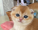 Кошки в Сочи: Шотландские вислоухие котята Разнополые, Бесплатно - фото 10