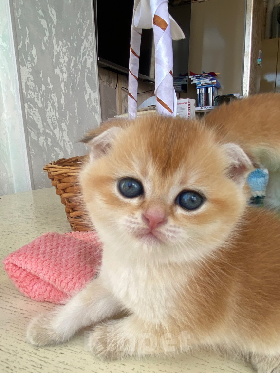 Кошки в Сочи: Шотландские вислоухие котята Разнополые, Бесплатно - фото 10