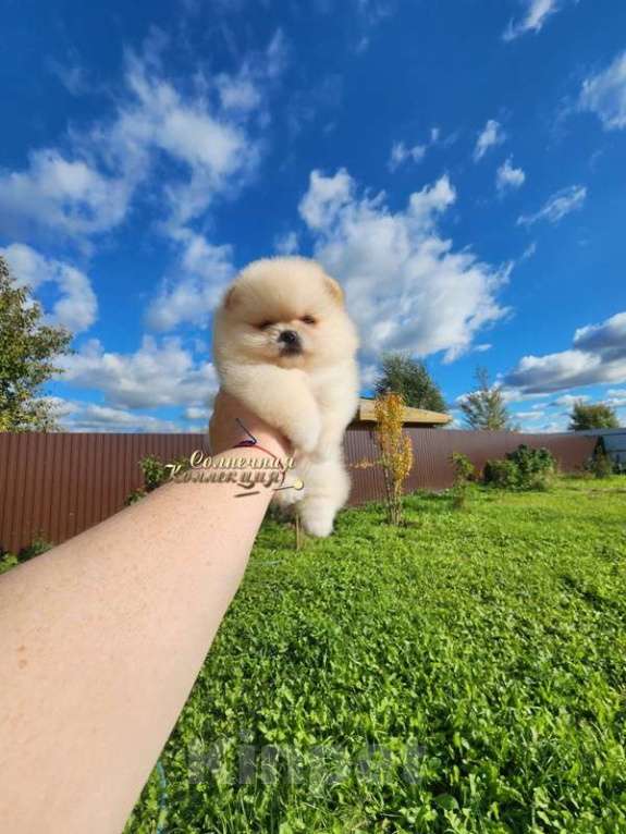 Собаки в Москве: Шпиц померанский в медвежьем типе девочка из племенного питомника Девочка, Бесплатно - фото 2