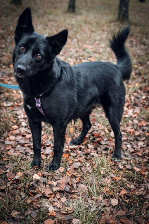 Собаки в Москве: Герда Девочка, Бесплатно - фото 4