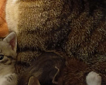 Кошки в Севастополе: Котёнок, девочка. Подпалового окраса. Полосатая. Девочка, Бесплатно - фото 4