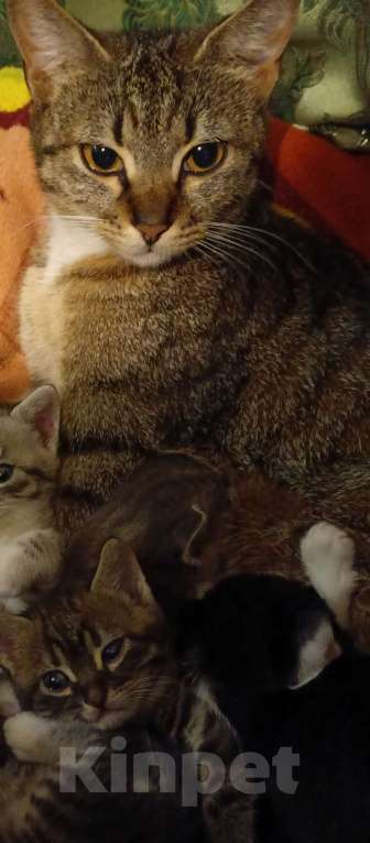 Кошки в Севастополе: Котёнок, девочка. Подпалового окраса. Полосатая. Девочка, Бесплатно - фото 4