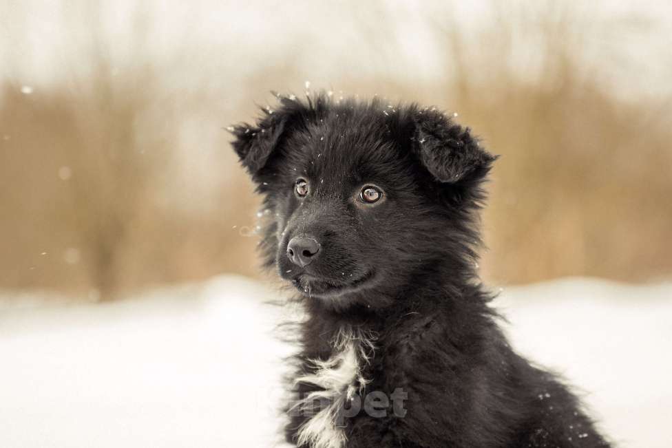 Собаки в других городах Московской области: Щенок в добрые руки Девочка, Бесплатно - фото 1