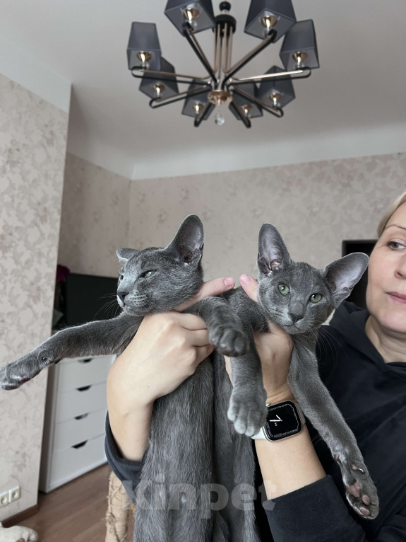 Кошки в Москве: Ориентальный мальчик  Мальчик, 60 000 руб. - фото 4