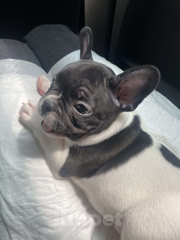 Собаки в Ижевске: Малыш французский бульдог, черно-белый 🐶 Мальчик, 20 000 руб. - фото 2