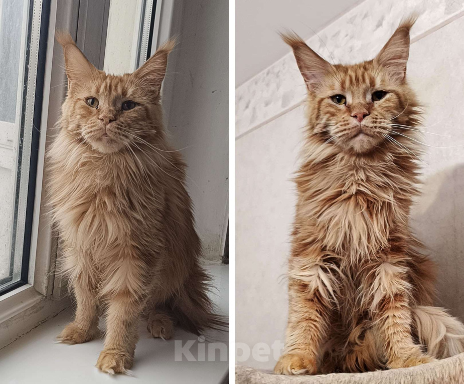 Кошки в Москве: Мейн Кун Кошка Девочка, 6 000 руб. - фото 1