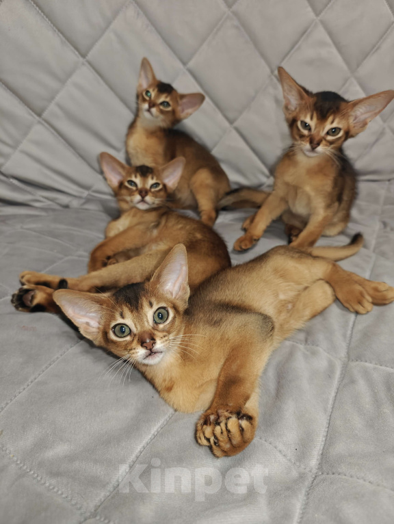 Кошки в Мытищах: Абиссинские котята в домашние любимцы Мальчик 1 Мальчик, 45 000 руб. - фото 6
