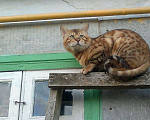 Кошки в Семенове: котик н6а вязку, 3 000 руб. - фото 4