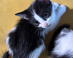 Кошки в Москве: Котенок птенчик Мальчик, Бесплатно - фото 4