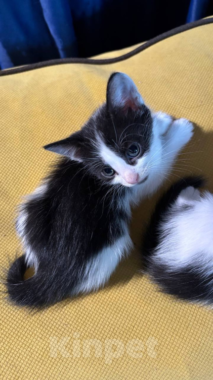 Кошки в Москве: Котенок птенчик Мальчик, Бесплатно - фото 4