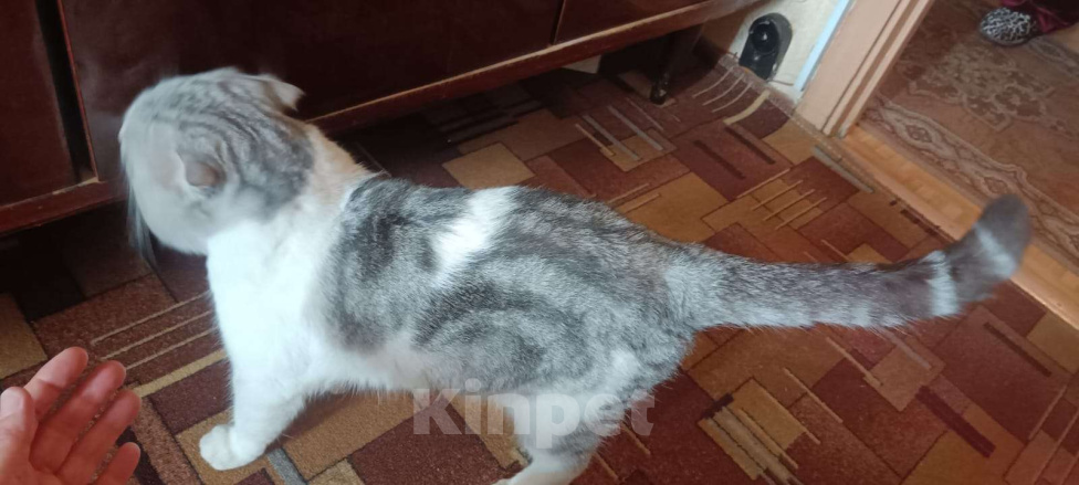 Кошки в Москве: Домашний котик в беде, срочно нужен дом Мальчик, Бесплатно - фото 3