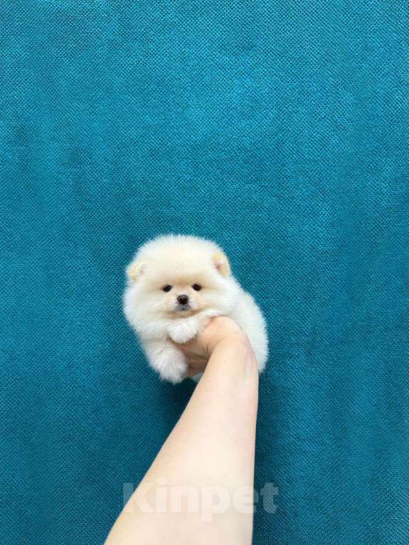 Собаки в Москве: Мальчик померанчик Мальчик, 30 000 руб. - фото 1