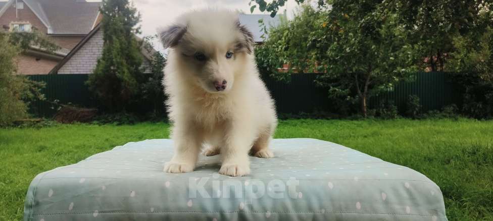 Собаки в Домодедово: Щенок Австралийской овчарки  Девочка, 60 000 руб. - фото 3