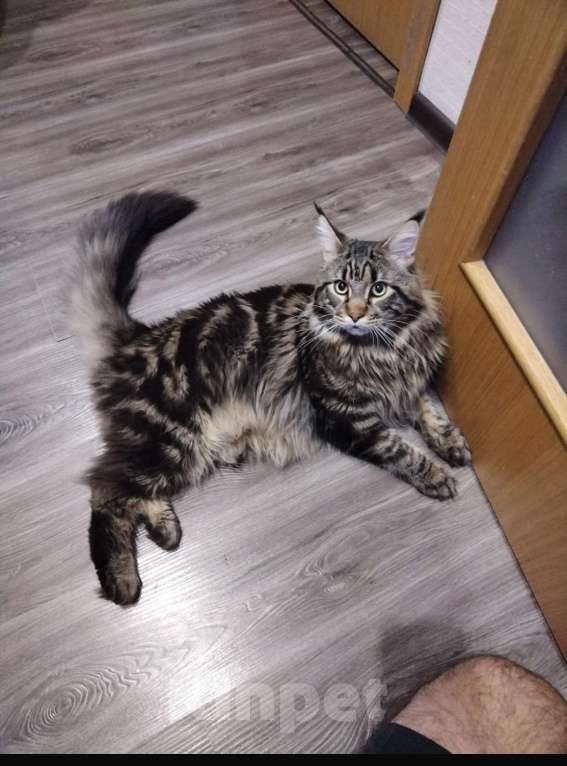 Кошки в Челябинске: Котенок Мейн - Кун  Мальчик, 8 999 руб. - фото 2