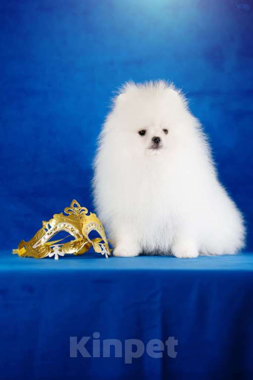 Собаки в Москве: Бело-кремовый мальчик Мальчик, 85 000 руб. - фото 5