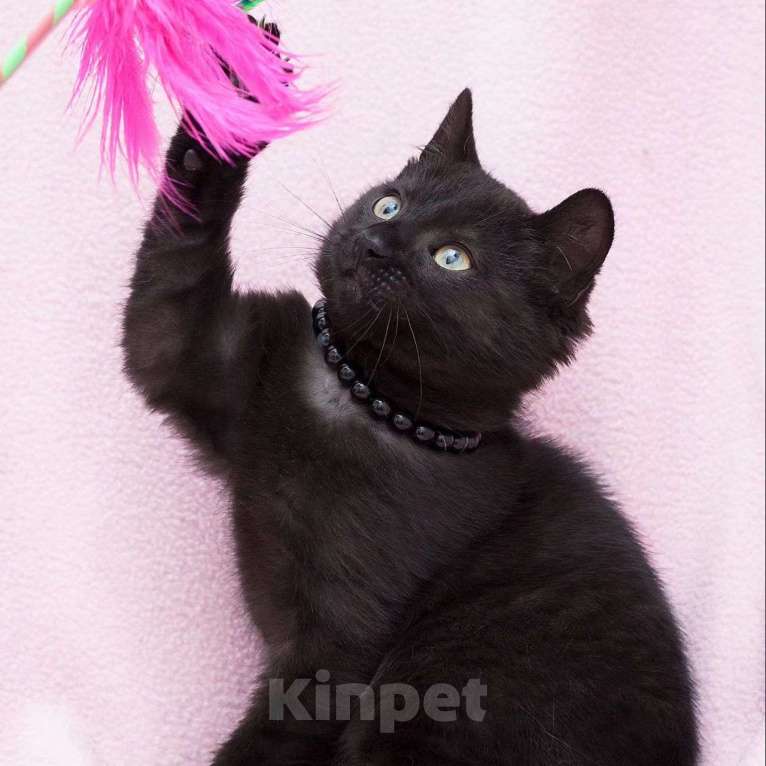 Кошки в Москве: Кнопочка грустит в одиночестве  Девочка, Бесплатно - фото 5