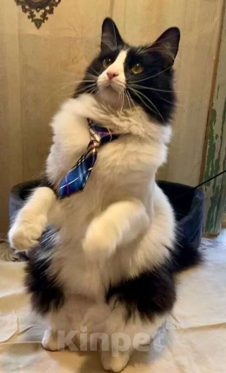 Кошки в Москве: Роскошный пушистый кот Мурзик в добрые руки Мальчик, 1 руб. - фото 2