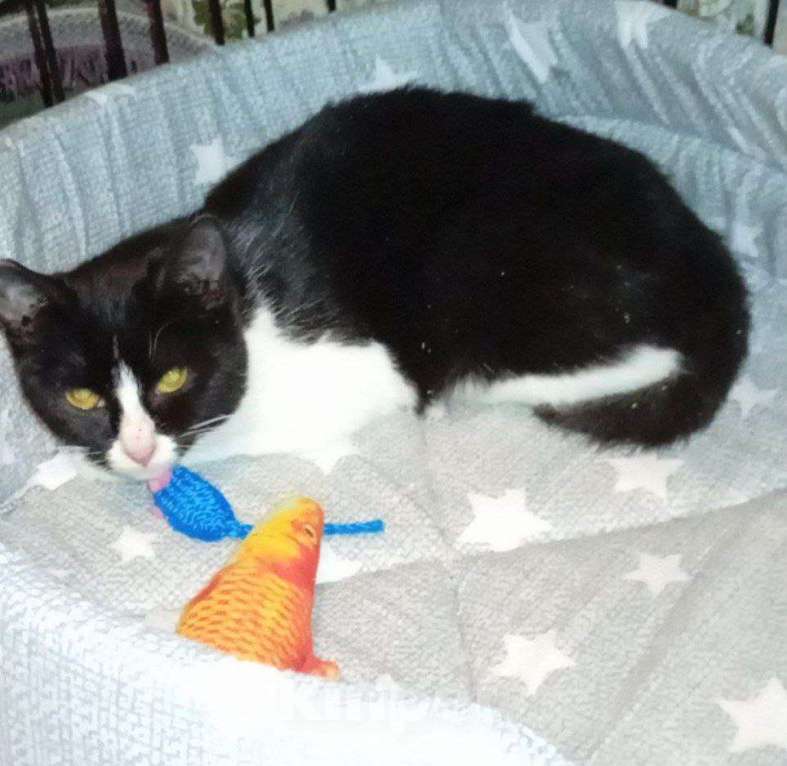 Кошки в Москве: котенок Софи ищет дом Девочка, Бесплатно - фото 5