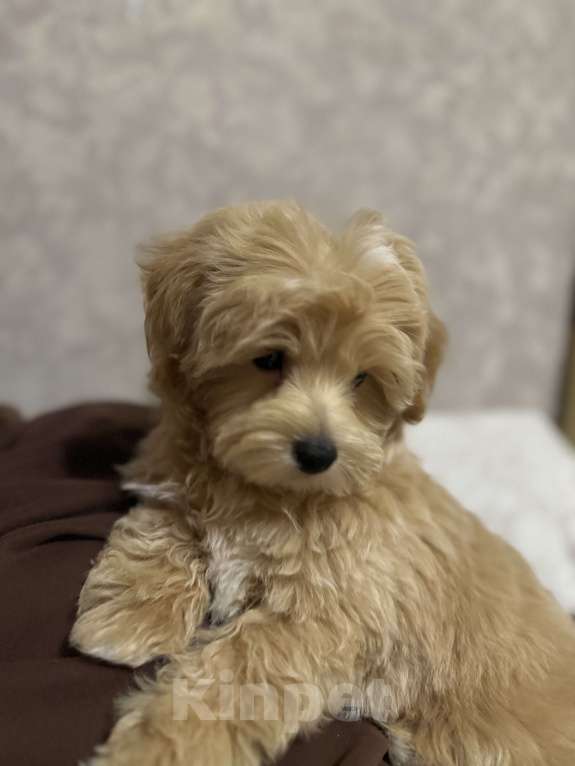 Собаки в Раменском: Щенок мальтипу f1 Мальчик, 120 000 руб. - фото 8