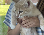 Кошки в Одинцово: 2 месяца котенок в добрые руки с доставкой Мальчик, 1 руб. - фото 3