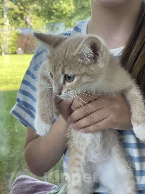 Кошки в Одинцово: 2 месяца котенок в добрые руки с доставкой Мальчик, 1 руб. - фото 3