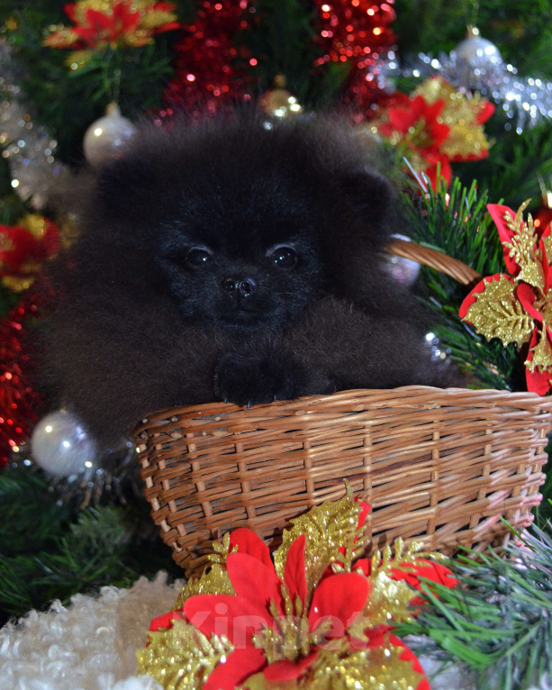 Собаки в Бийске: Продается щенок померанского шпица Мальчик, 35 000 руб. - фото 1