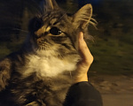 Кошки в других городах Московской области: Очень хороший котенок Мальчик, Бесплатно - фото 3
