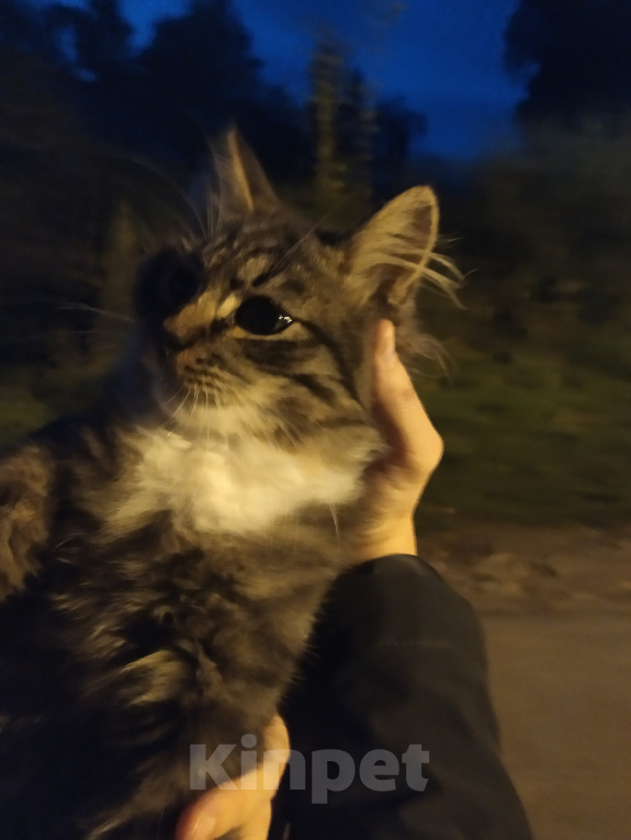 Кошки в других городах Московской области: Очень хороший котенок Мальчик, Бесплатно - фото 3