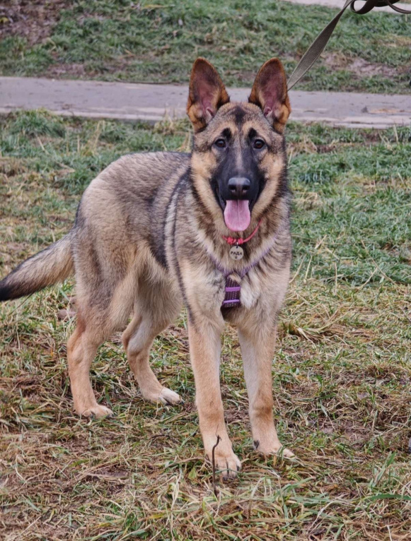 Собаки в Москве: Рада ищет семью Девочка, Бесплатно - фото 7