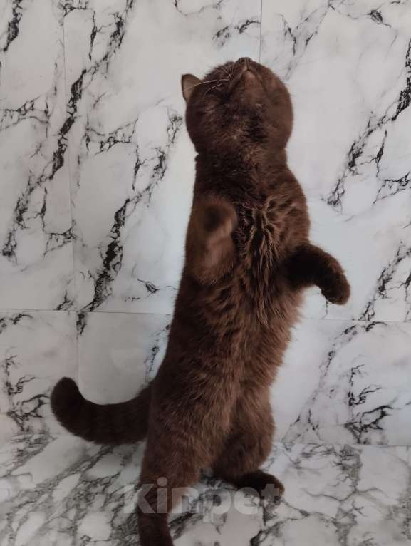 Кошки в Москве: Британский кот окрас шоколад носитель циннамона Мальчик, 40 000 руб. - фото 9