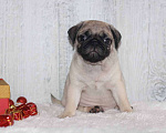 Собаки в Екатеринбурге: Мопс шикарный мальчик Мальчик, 50 000 руб. - фото 1