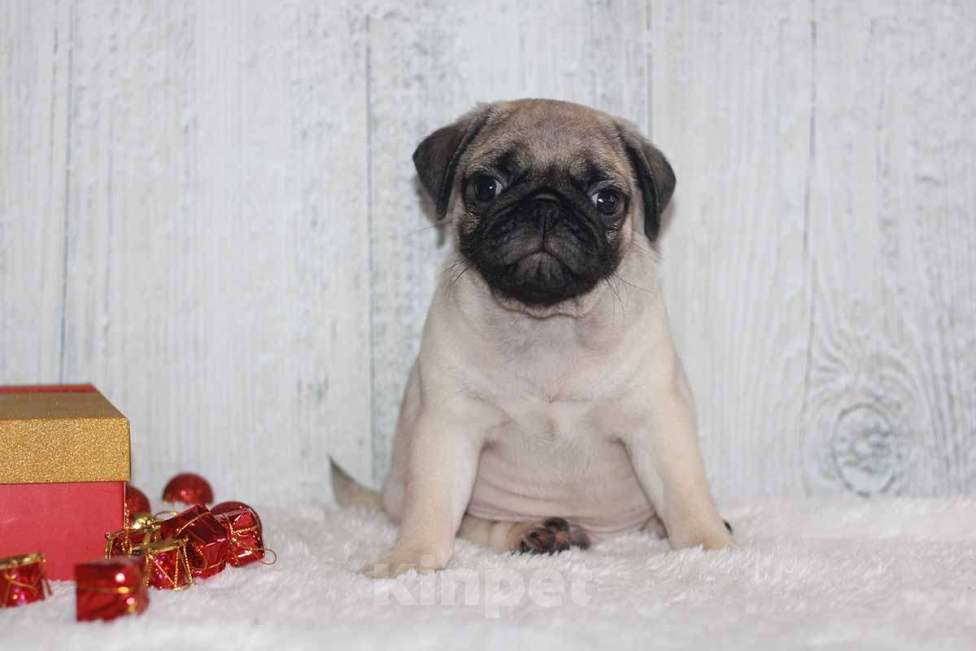 Собаки в Екатеринбурге: Мопс шикарный мальчик Мальчик, 50 000 руб. - фото 1