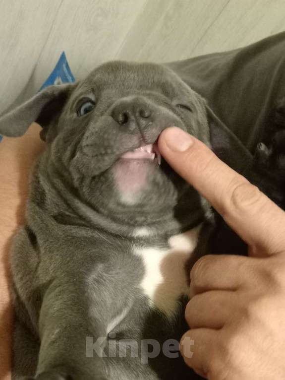 Собаки в Санкт-Петербурге: Американский булли, щенок Девочка, 95 000 руб. - фото 2